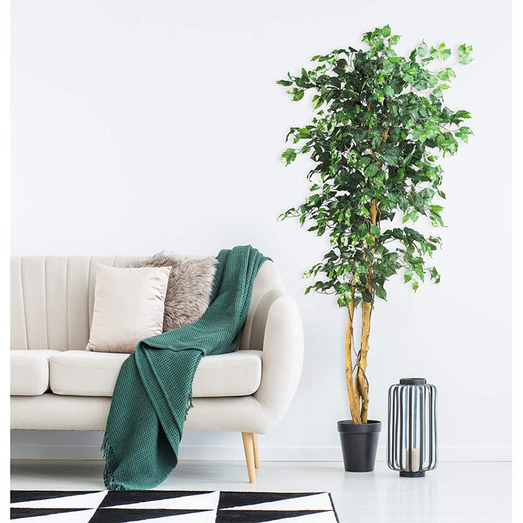 Primrue 72'' Faux Ficus Tree Wayfair